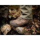 Ботинки тактические HAIX Black Eagle Nature GTX Middle | цвет Brown | (340016)